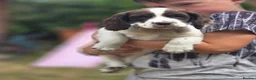 Mixed Breed dogs for sale: Clumber springer cocker x3 available  - Advert 11