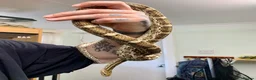 Corn Snake reptiles for sale: Adult male caramel cornsnake - Advert 2