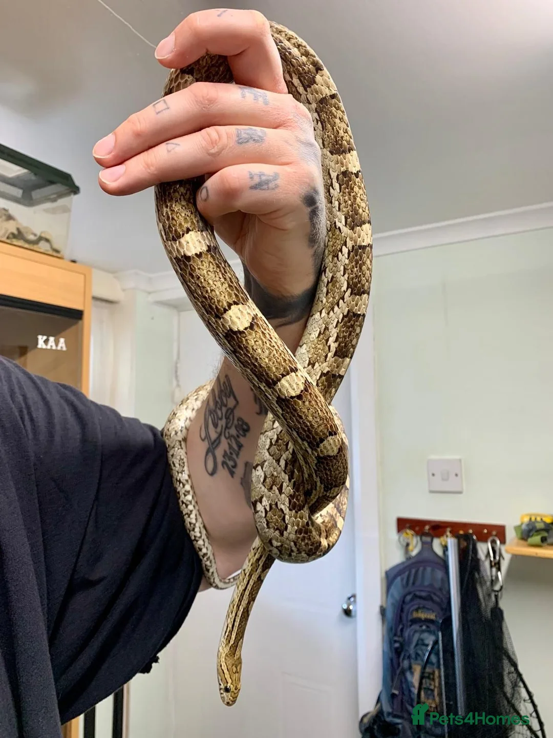 Corn Snake reptiles for sale: Adult male caramel cornsnake - Advert 2