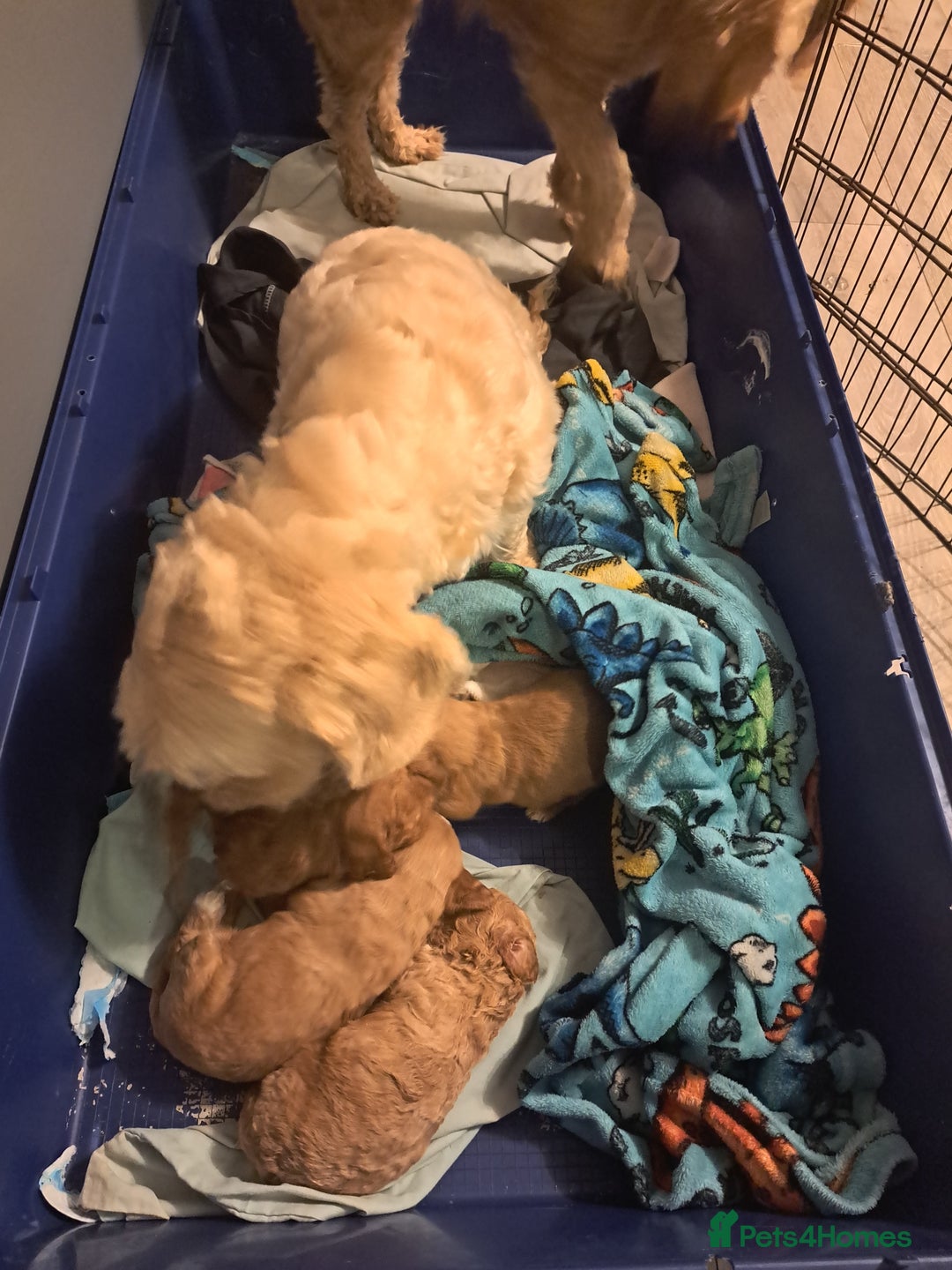 Cockapoo dogs for sale: Beautiful toy cockapoos - Image 11