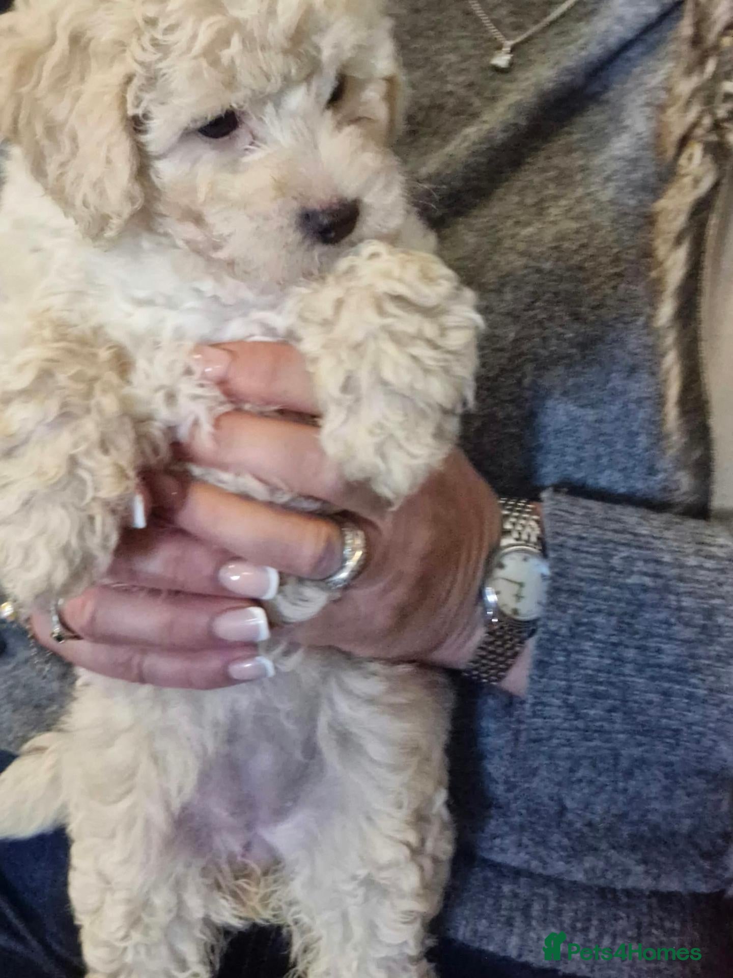 Maltipoo dogs Stunning Toy Maltipoo pups DNA Health tested CLEAR - Advert 16