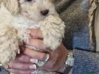 Maltipoo dogs Stunning Toy Maltipoo pups DNA Health tested CLEAR - Advert 16