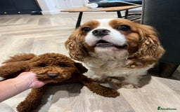 Cavapoo dogs for sale: Stunning F1 Cavapoo pups ONE GIRL LEFT - Image 12