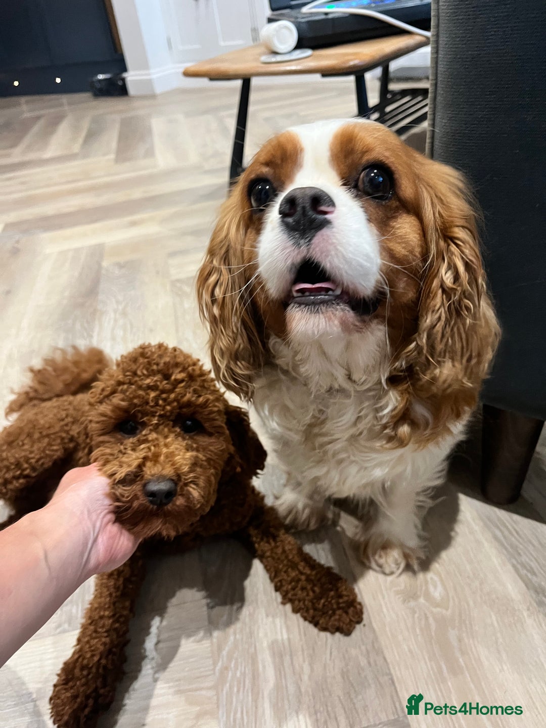 Cavapoo dogs for sale: Stunning F1 Cavapoo pups ONE GIRL LEFT - Image 12