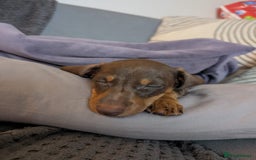 Dachshund dogs for sale: Mini choco dachshund - Image 7