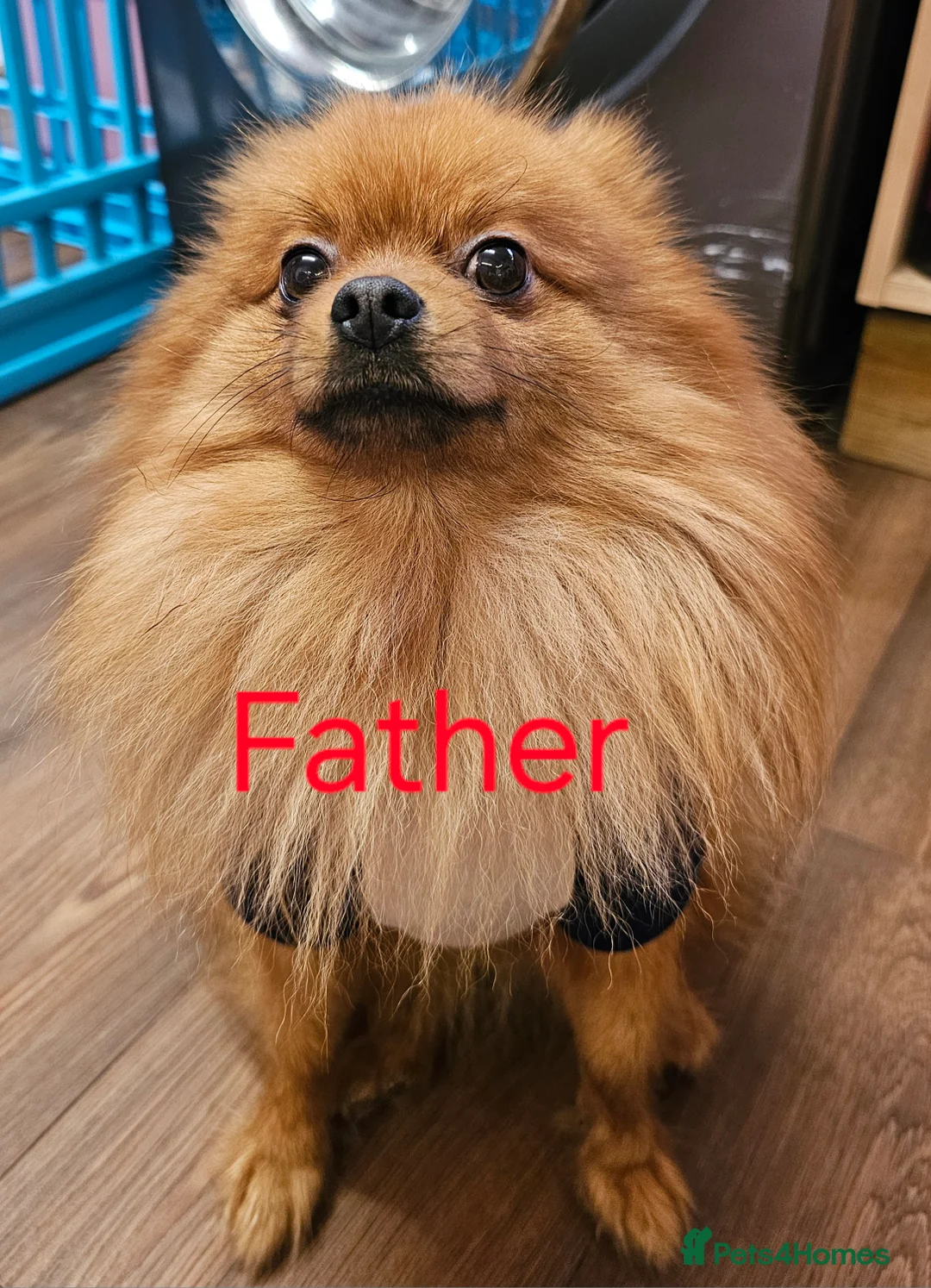 Pomeranian dogs for sale: 4 baby pomeranians for sale - Advert 5