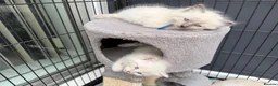 Ragdoll cats for sale: Blue lynx and bi colour ragdoll kittens in Bradford - Advert 8