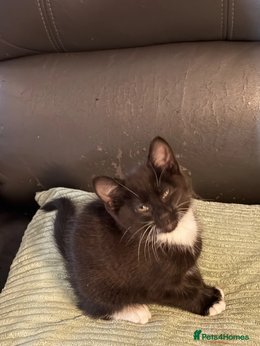 Mixed Breed cats for sale: Kitten in Heanor - Advert 2
