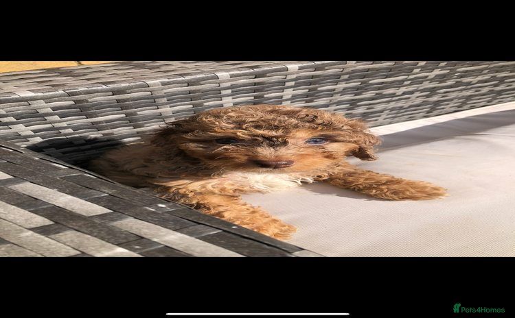 Cavapoo dogs - Advert 2