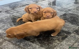 Cocker Spaniel dogs for sale: Cocker spaniel puppies - Image 1