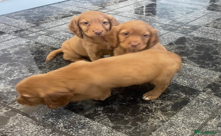Cocker Spaniel dogs - Advert 16