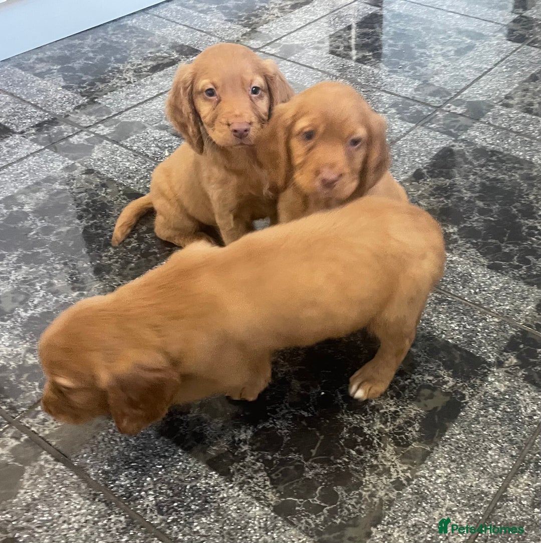 Cocker Spaniel dogs for sale: Cocker spaniel puppies - Image 1