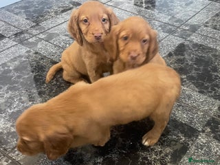Cocker Spaniel dogs - Advert 6