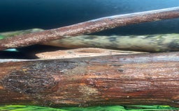 Snake reptiles for sale: BCI boa constrictor  - Image 3