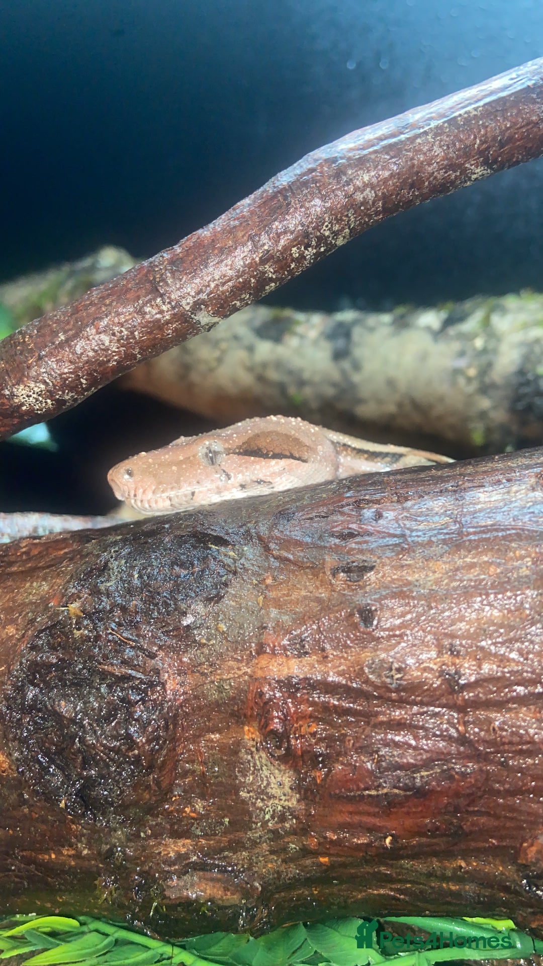 Snake reptiles for sale: BCI boa constrictor  - Image 3