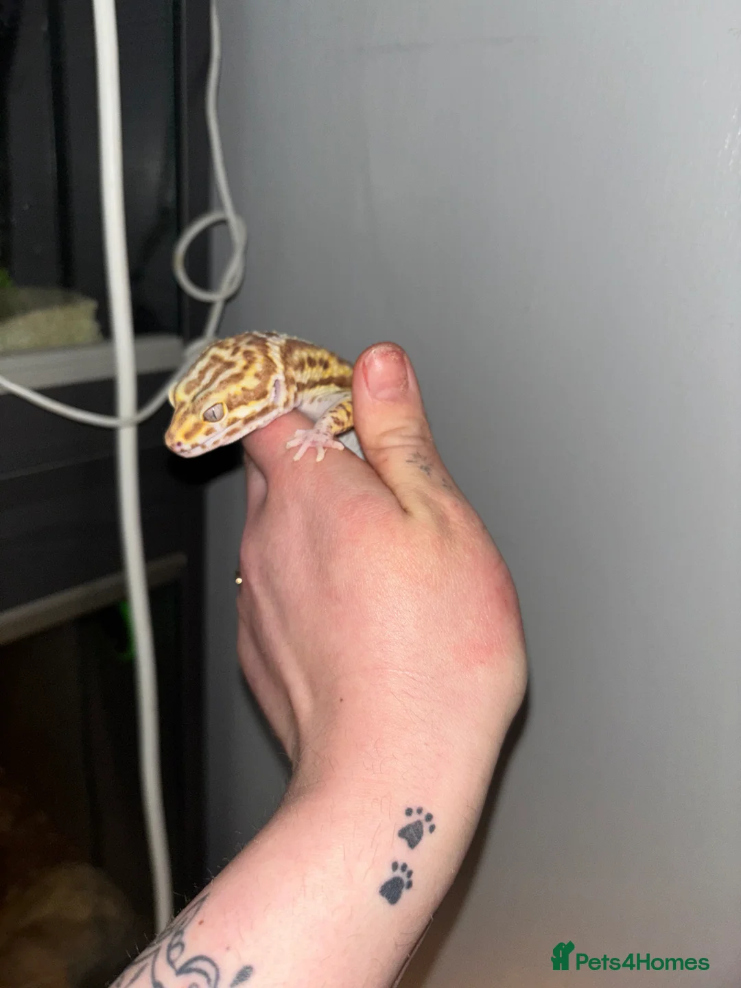 Gecko reptiles for sale: Various geckos available  - Advert 2