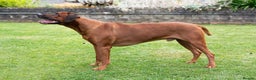 Rhodesian Ridgeback dogs for stud: Rhodesian Ridgeback Stud…. in Doncaster - Advert 8