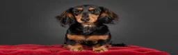 Miniature Dachshund dogs for sale: Miniature long haired dachshund - Advert 1