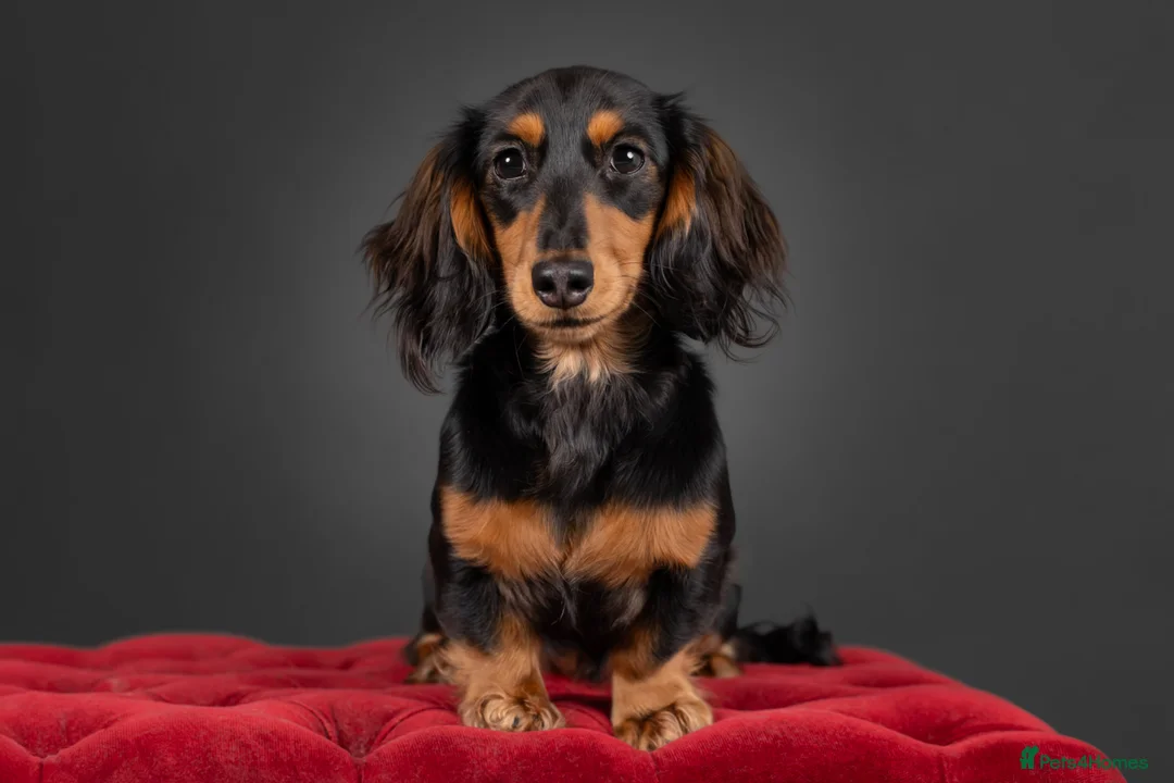 Miniature Dachshund dogs for sale: Miniature long haired dachshund - Advert 1