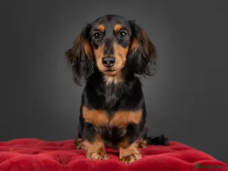 Miniature Dachshund dogs Miniature long haired dachshund - Advert 13