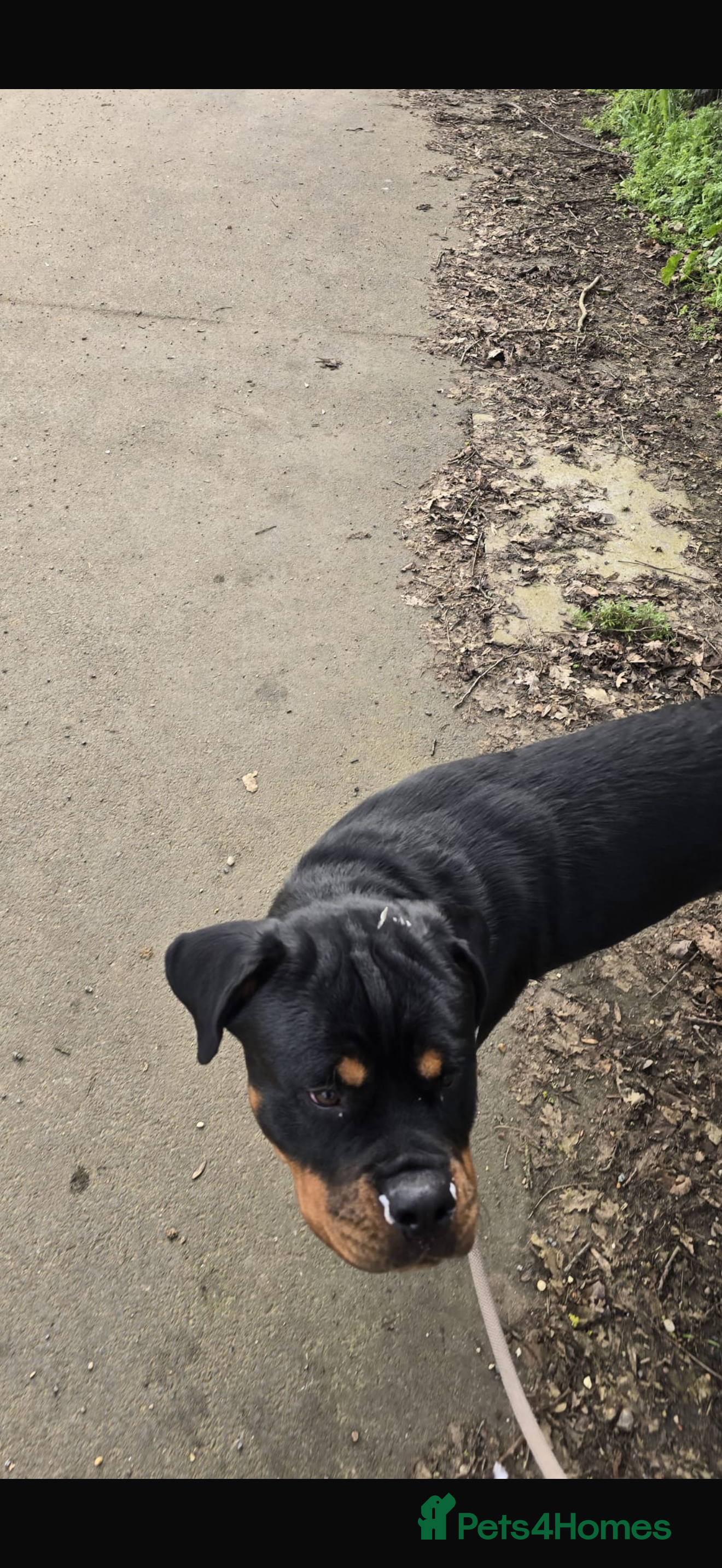 Rottweiler dogs 11 month old Rottweiler for sale  - Advert 11