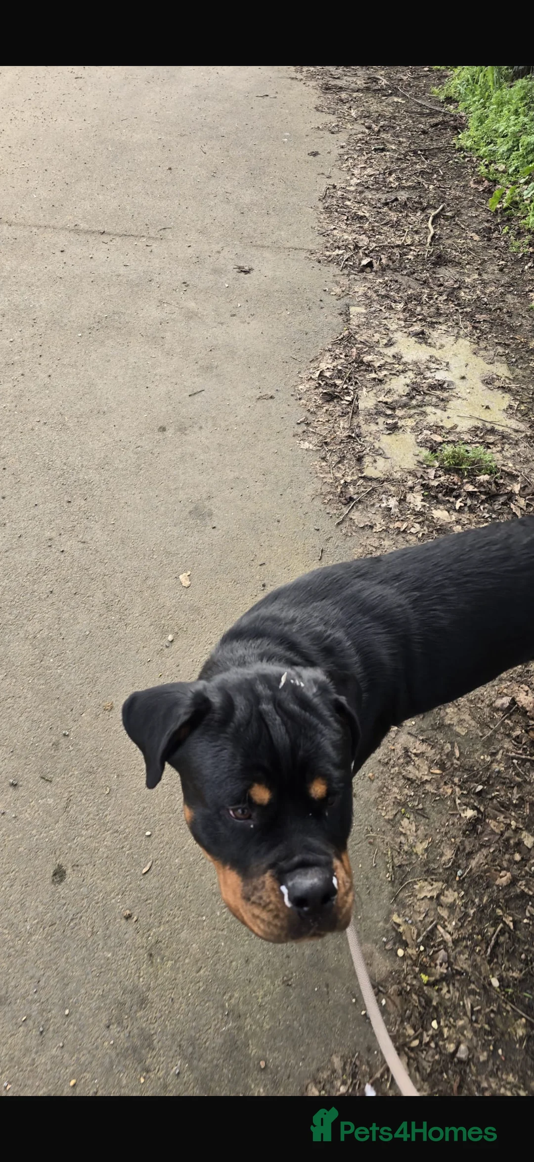 Rottweiler dogs for sale: 11 month old Rottweiler for sale  - Advert 2