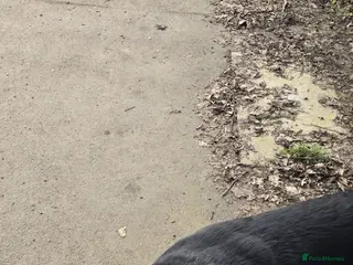 Rottweiler dogs 11 month old Rottweiler for sale - Advert 5