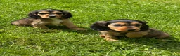 Cockalier dogs for sale: Stunning Boys Ready Now - Advert 6