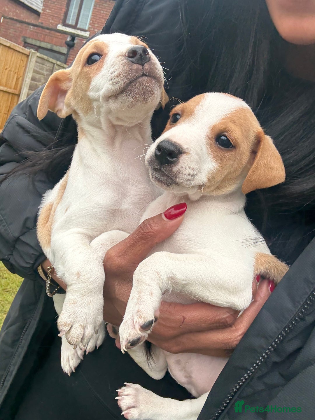 Jack Russell dogs for sale: Jack Russell  - Advert 7