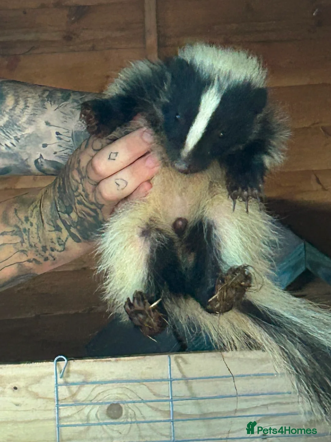 Mixed Breed rodents for sale: 3 beautiful male skunks  - Advert 3