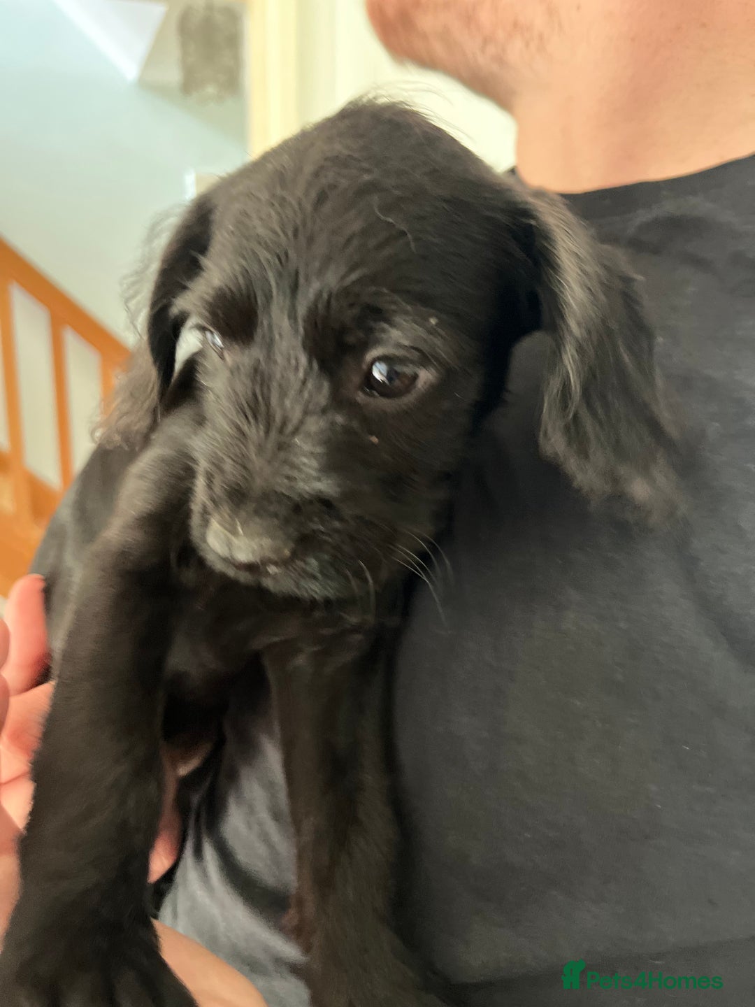 Mixed Breed dogs for sale: Mixed breed puppies  - Image 2