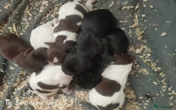 Cocker Spaniel dogs for sale: Working Cocker Spaniel Puppies For Sale - Image 11