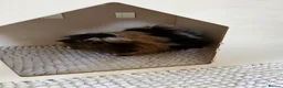 Guinea Pig rodents for sale: 4 x guinea pigs for sale  - Advert 4