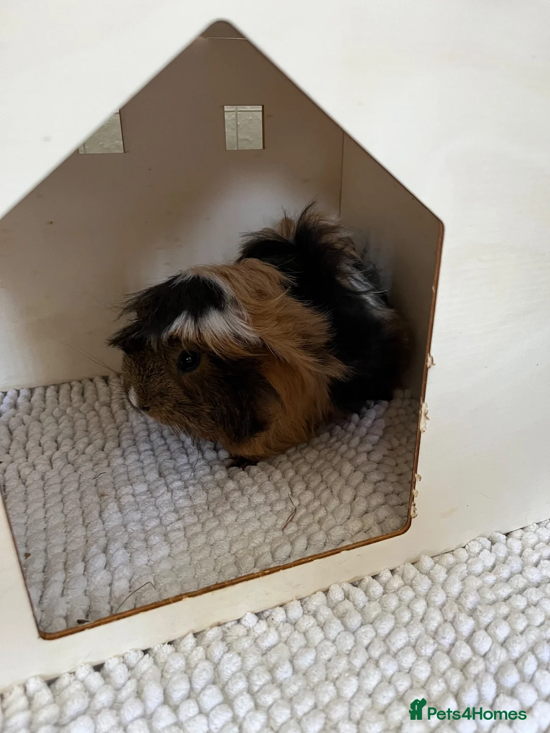 Guinea Pig rodents for sale: 4 x guinea pigs for sale  - Advert 4