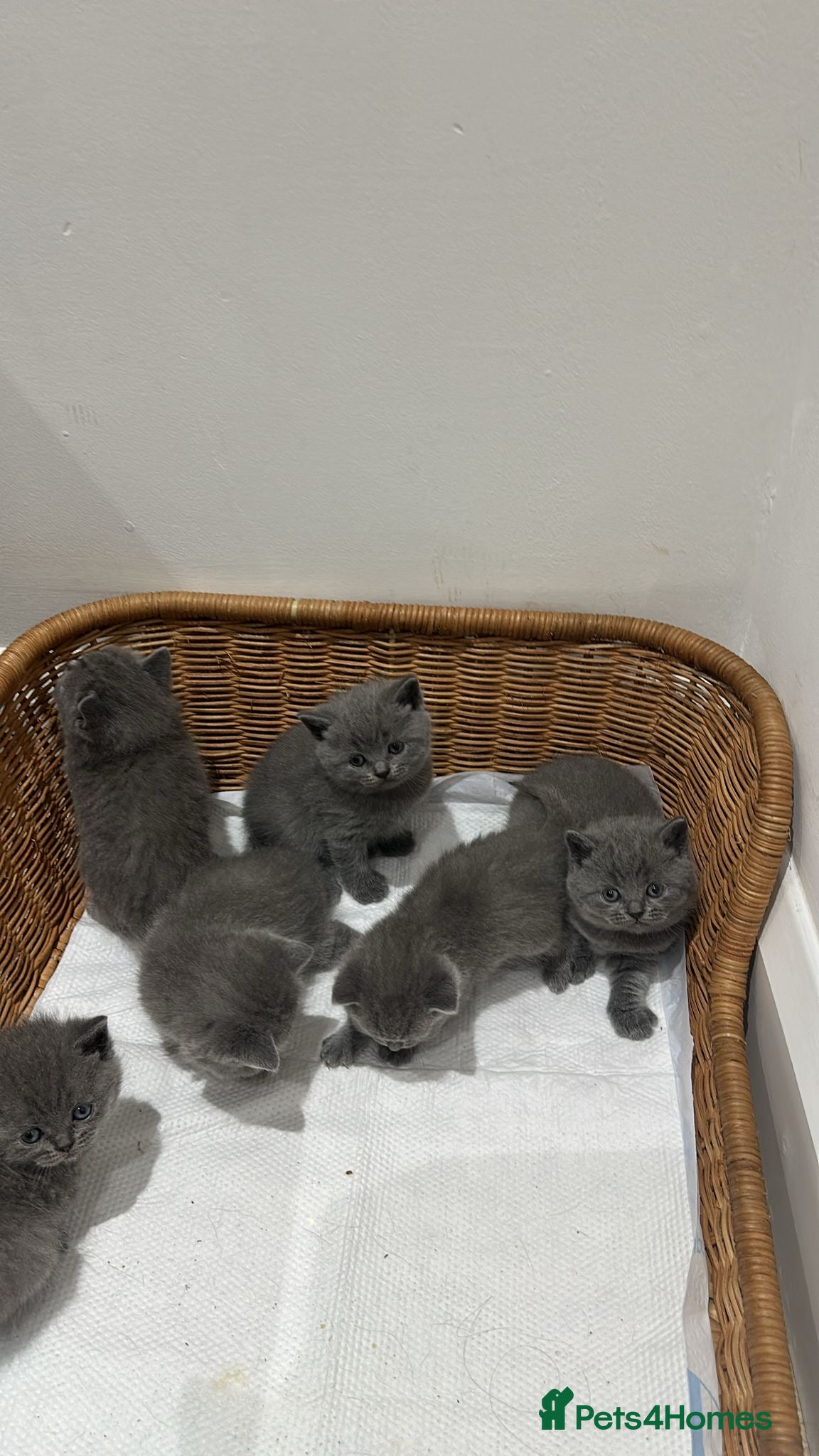 British Shorthair cats British Shorthair Kitten - Advert 1