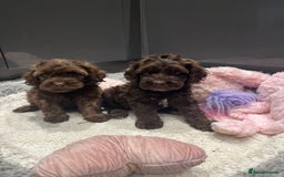 Cockapoo dogs for sale: Beautiful F1 Cockapoo puppies  - Image 4