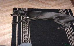 Mixed Breed dogs for sale: Cain corso cross  - Image 2