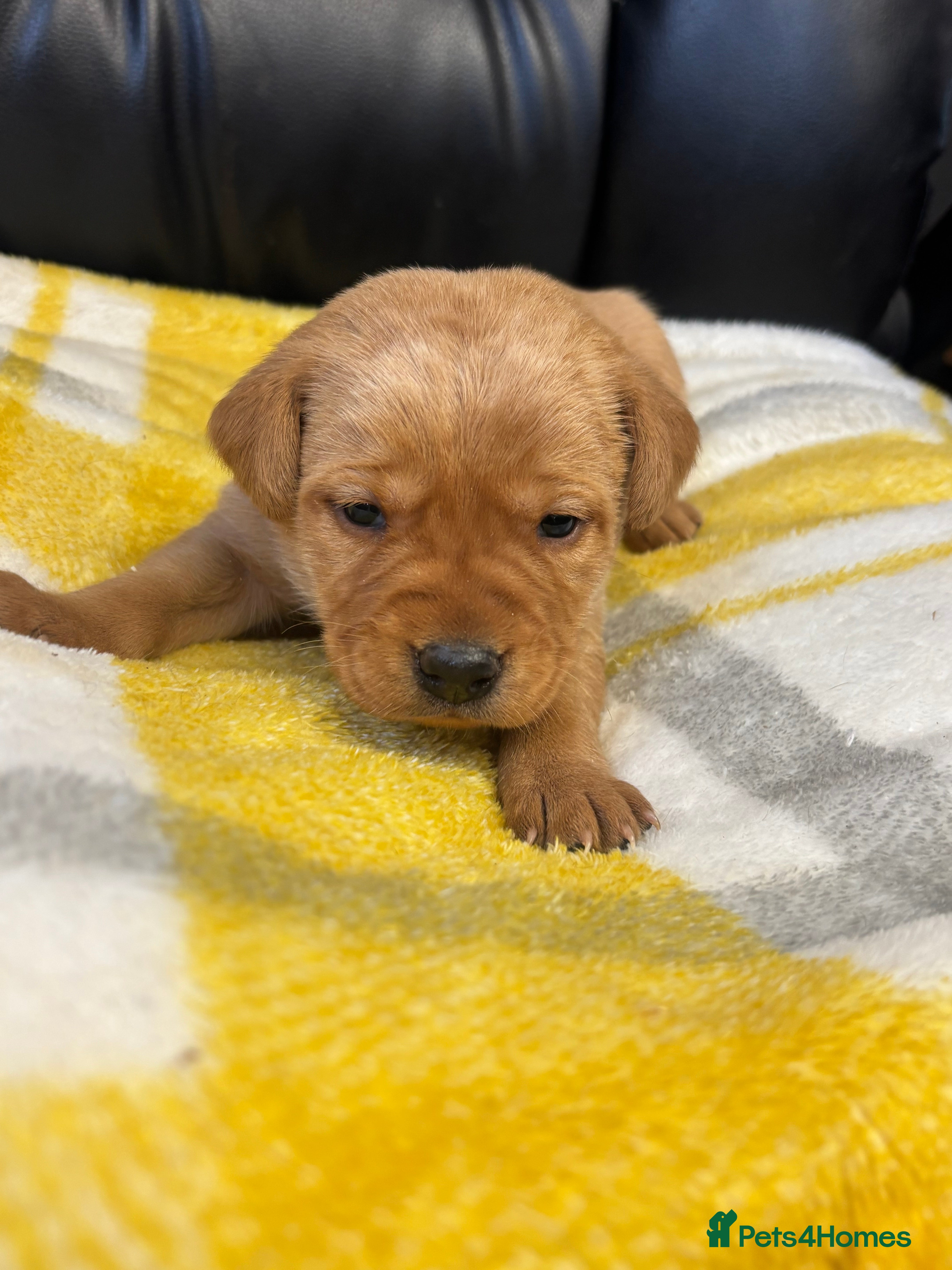 Labrador Retriever dogs KC Dark yellow Labrador pups  - Advert 7