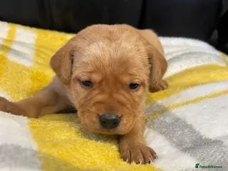 Labrador Retriever dogs KC Dark yellow Labrador pups - Advert 1