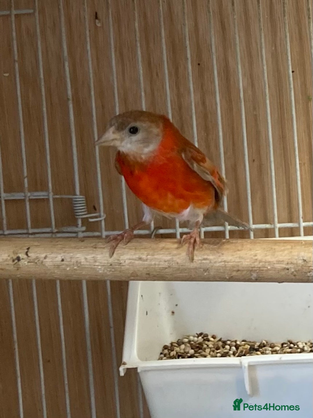 Finches birds for sale: RED SISKINS MUTATIONS  - Image 8