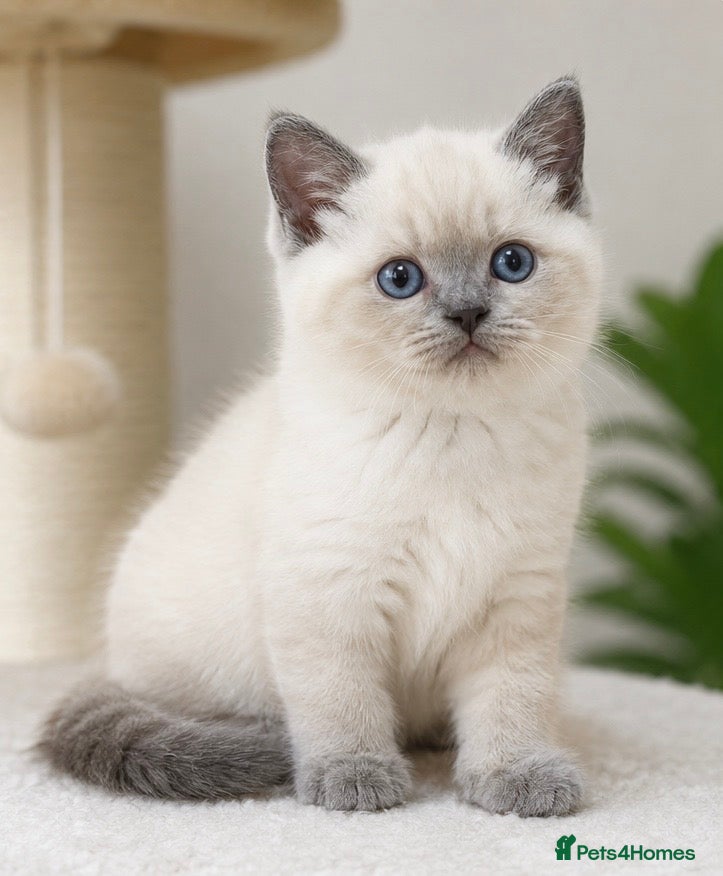 British Shorthair cats GCCF BSH colour point kittens  - Advert 1