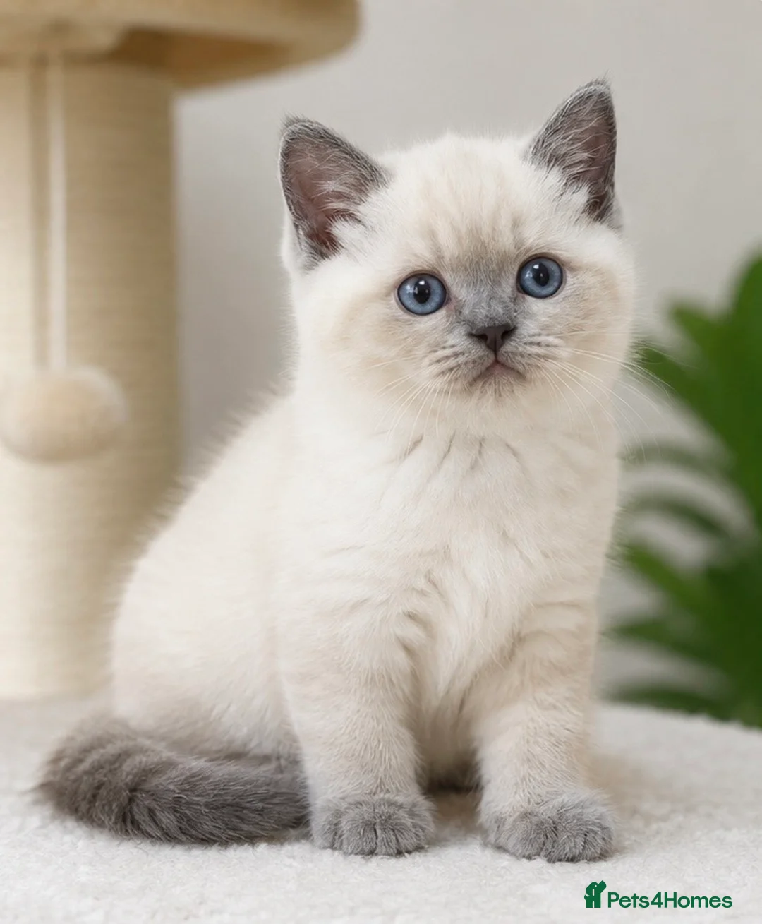 British Shorthair cats for sale: GCCF BSH colour point kittens  - Advert 1