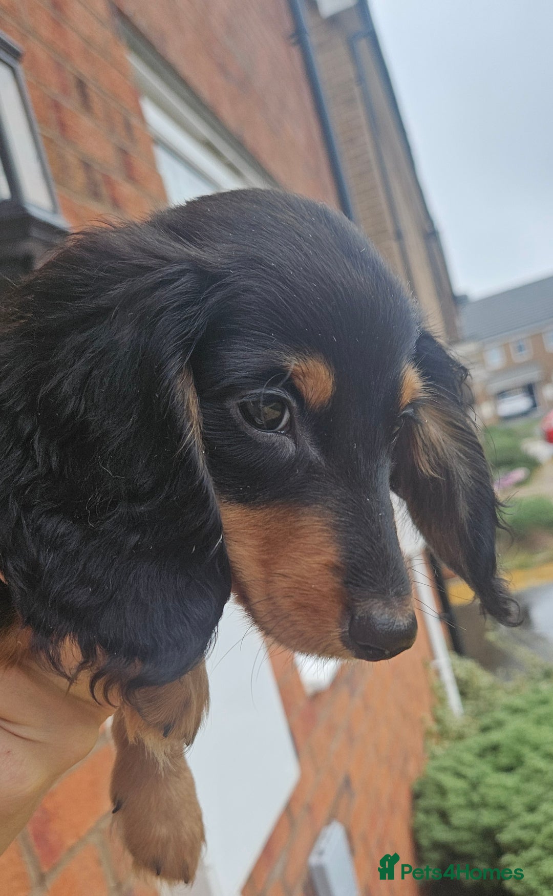 Miniature Dachshund dogs for sale: Ready now 🩵🩵🩵🩷 - Advert 12