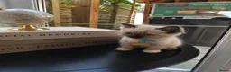Birman cats for sale: Birman Kittens  in Wolverhampton - Advert 4