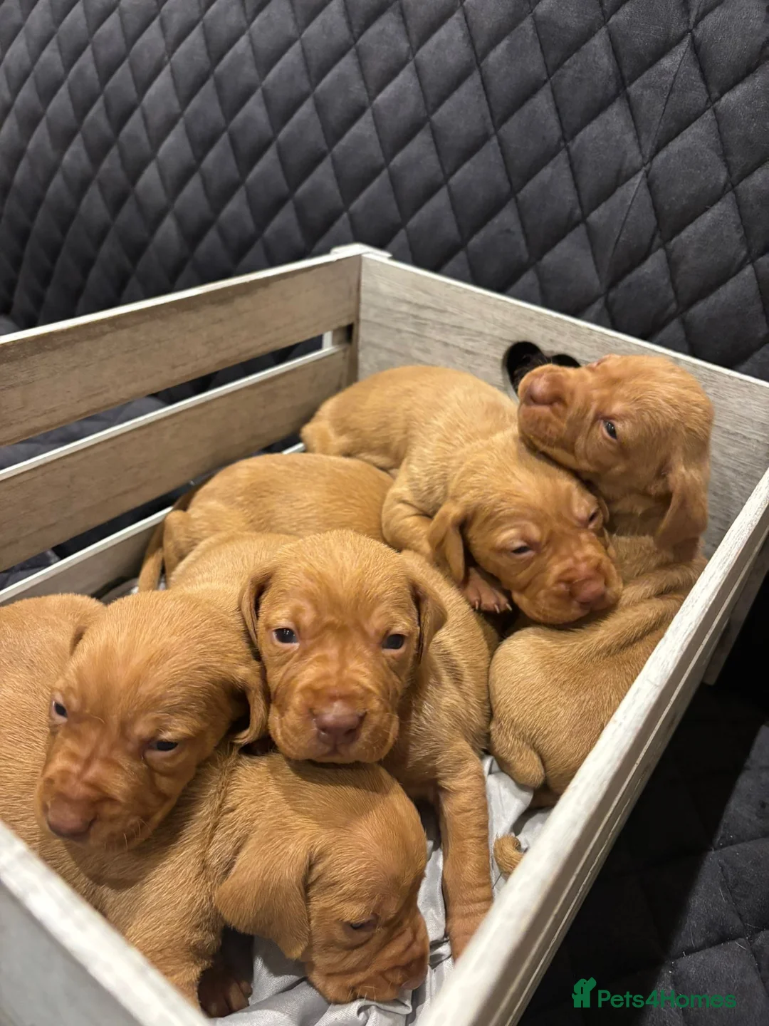 Hungarian Vizsla dogs for sale: Hungarian Vizsla KC Puppies excellent Pedigree - Advert 6