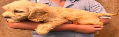 Mixed Breed 5