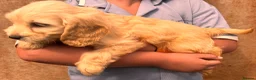 Mixed Breed dogs for sale: Cavapoo pups READY TO LEAVE  - Advert 3