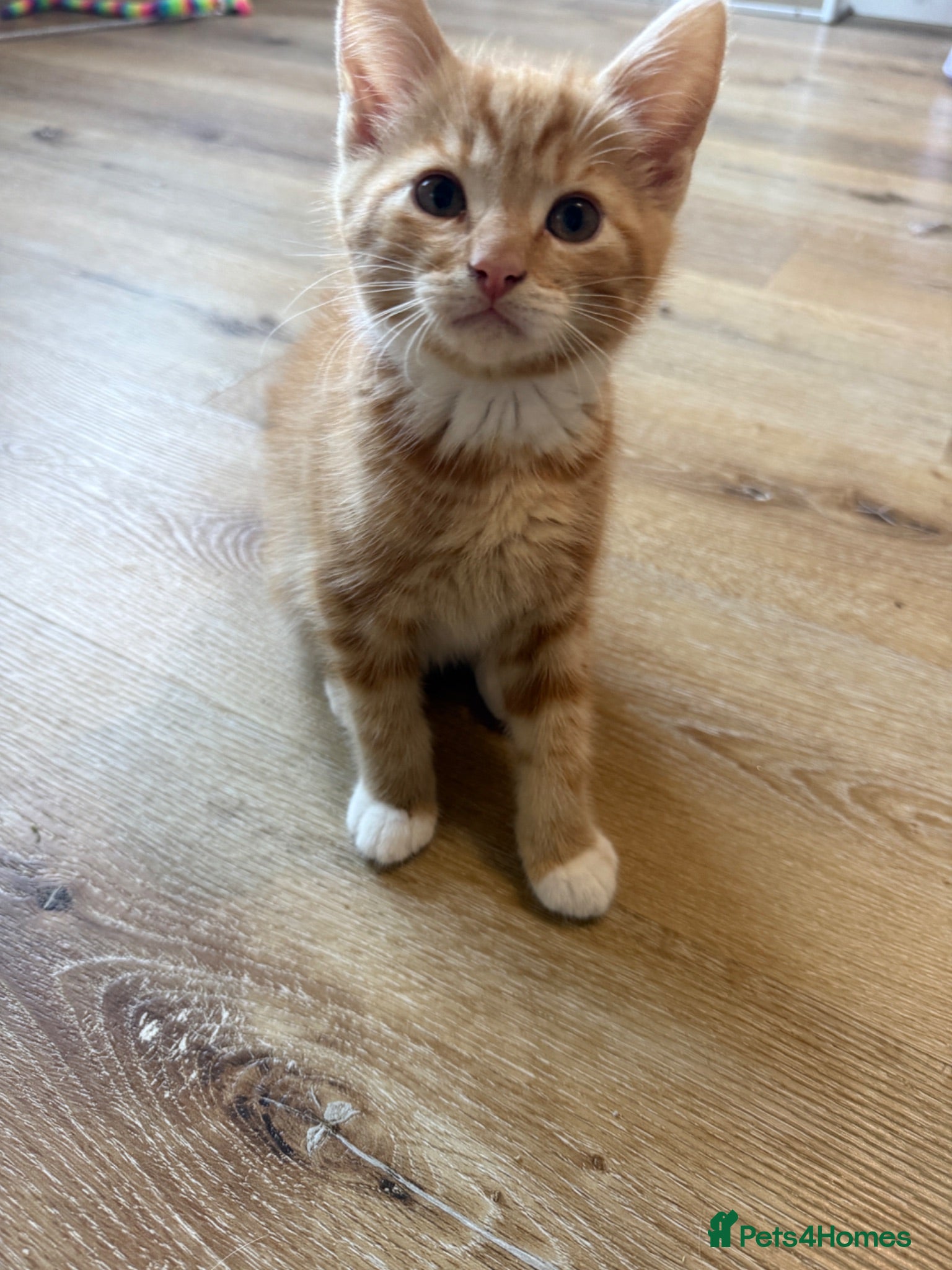 Mixed Breed cats Persian cross ginger male! READY NOW🩷 - Advert 1