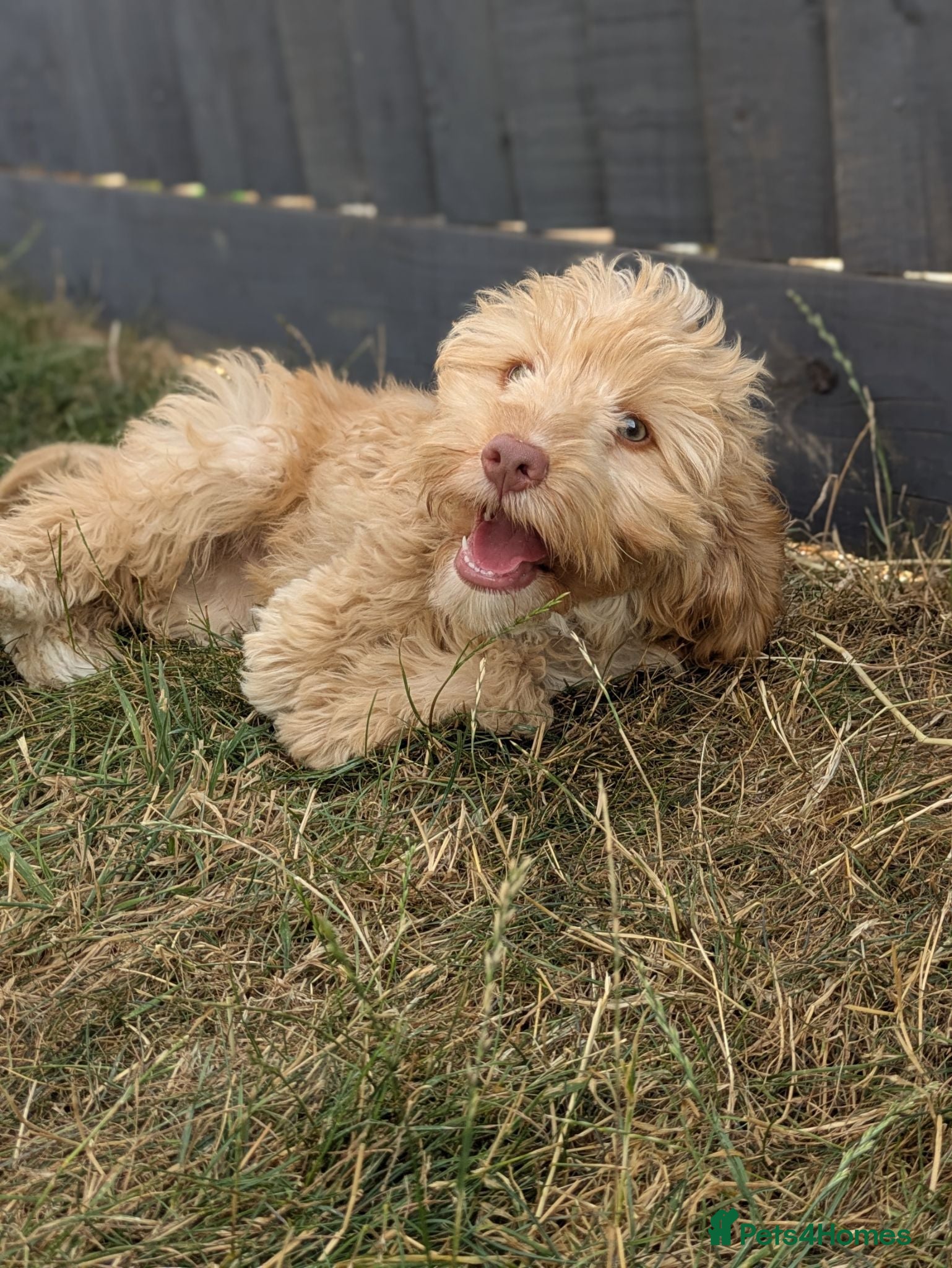 Cockapoo dogs F1 Cockapoo Girl From Health Tested Parents  - Advert 1
