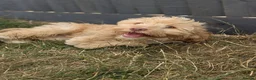 Cockapoo dogs for sale: F1 Cockapoo Girl From Health Tested Parents  - Advert 1